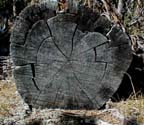 tree rings in Tuolumne meadows