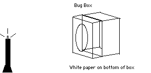 bugbox model of your eye