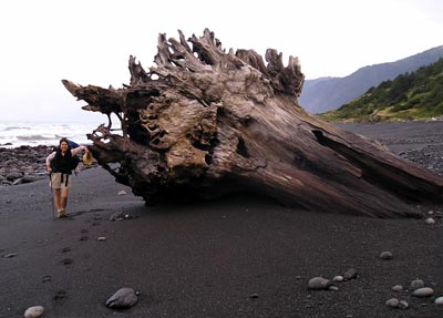 Leslie warren at a giant driftwood tree