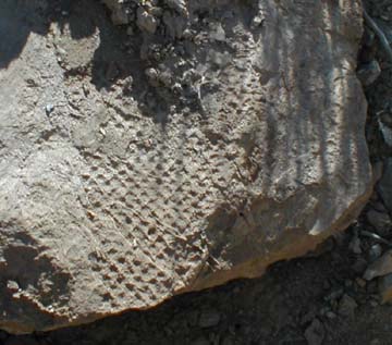 tree  bark fossil imprint Nevada