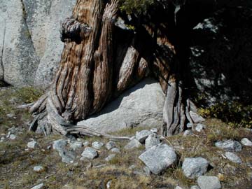 juniper pushing a rock