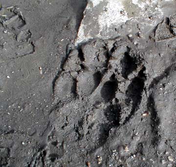 bear foot print