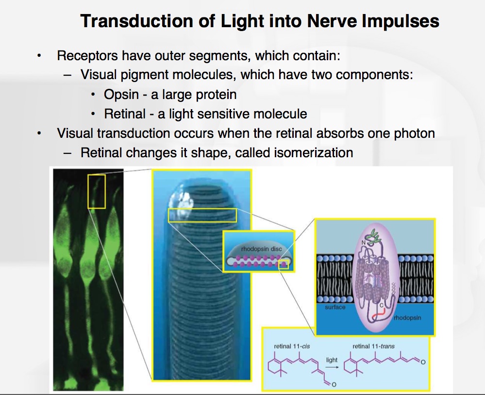 transduction light to nerve