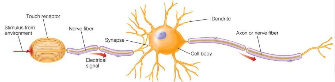 Neuron Drawing